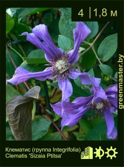 Изображение: клематис мелкоцветковый (clematis cultivar) 'sizaia ptitsa'