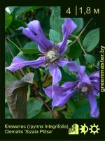 Изображение: клематис мелкоцветковый (clematis cultivar) 'sizaia ptitsa'