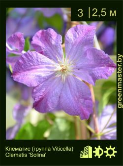 Изображение: клематис мелкоцветковый (clematis cultivar) 'solina'