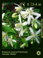 Изображение: клематис мелкоцветковый (clematis cultivar) 'stellar'