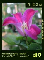 Изображение: клематис мелкоцветковый (clematis cultivar) 'sir trevor lawrence'