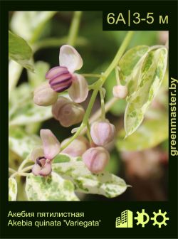 Изображение: акебия пятилистная (akebia quinata) 'variegata'