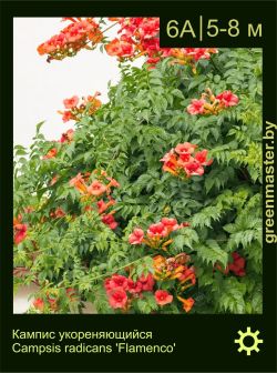 Изображение: кампсис укореняющийся  (campsis radicans) 'flamenco'