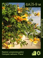 Изображение: кампсис укореняющийся  (campsis radicans) 'flava'