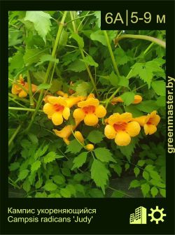 Изображение: кампсис укореняющийся  (campsis radicans) 'judy'