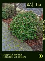 Изображение: плющ обыкновенный (hedera helix) 'arborescens'