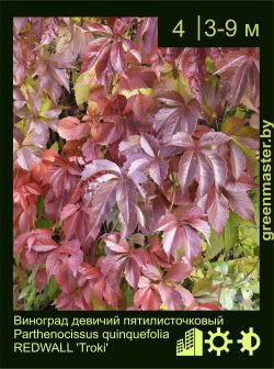 Изображение: виноград девичий пятилисточковый (parthenocissus quinquefolia) 'troki'