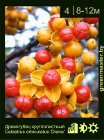 Изображение: древогубец круглолистный (celastrus orbiculatus) 'diana'