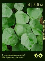 Изображение: луносемянник даурский (menispermum  dauricum)